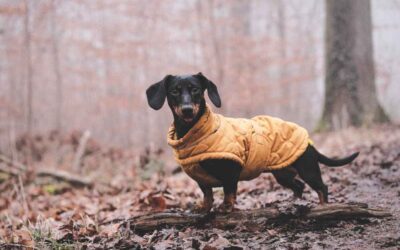 Dachshund Winter Fashion: Keeping Your Wiener Dog Warm and Stylish