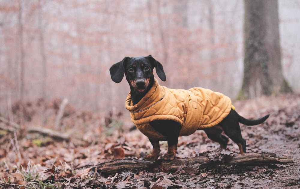 Dachshund Winter Fashion: Keeping Your Wiener Dog Warm and Stylish