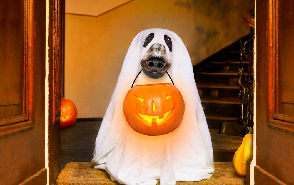 dachshunds halloween costumes