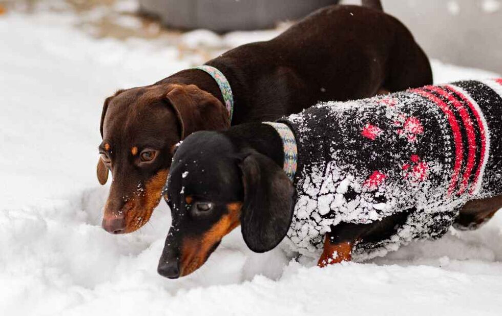 View of Dachshunds and Cold Weather: Keeping Your Weiner Dog Warm