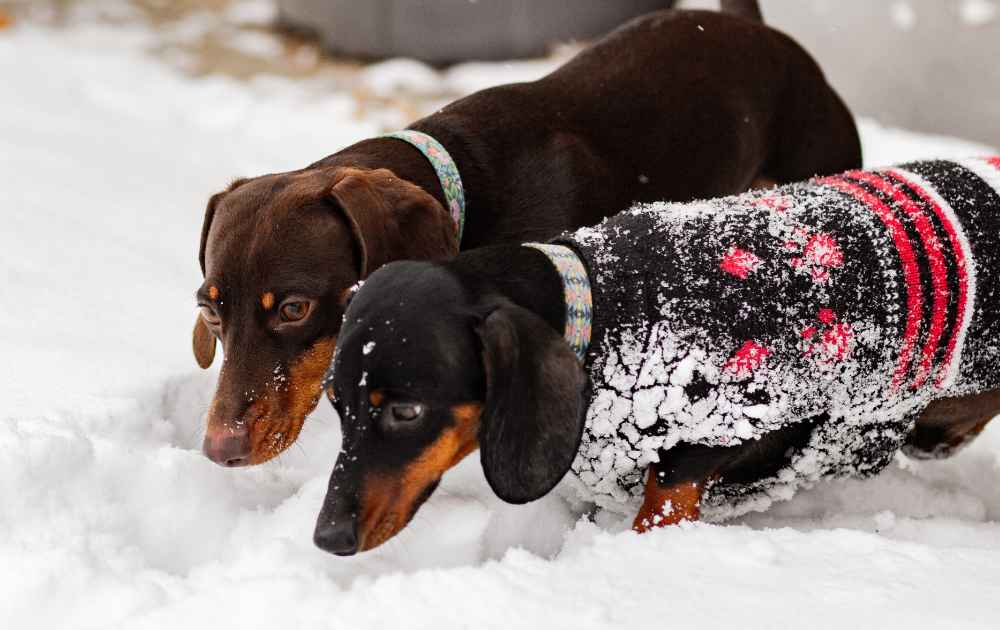 Dachshund Winter Guide: Grooming, Wardrobe, and Safety Tips