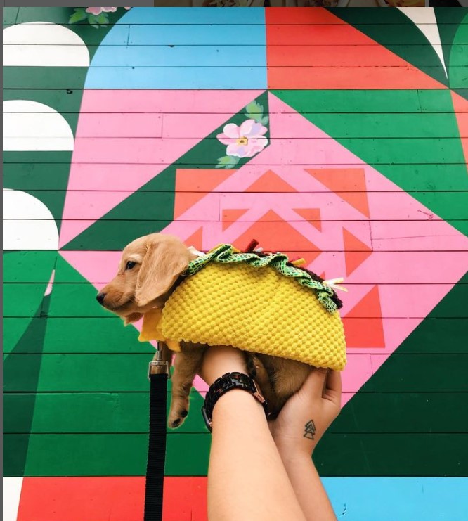taco costume for dachshund