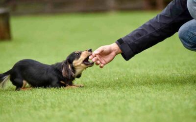 Dachshund Basic Obedience Training