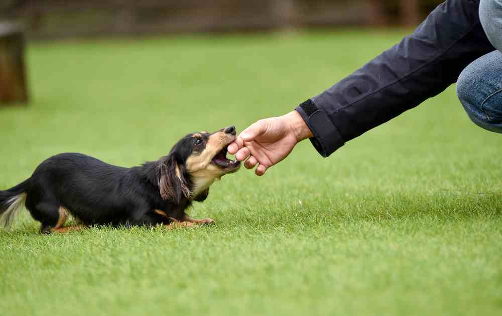 dachshund training