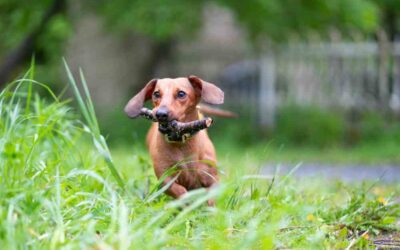 Top 5 Games to Keep Your Dachshund Happy and Active