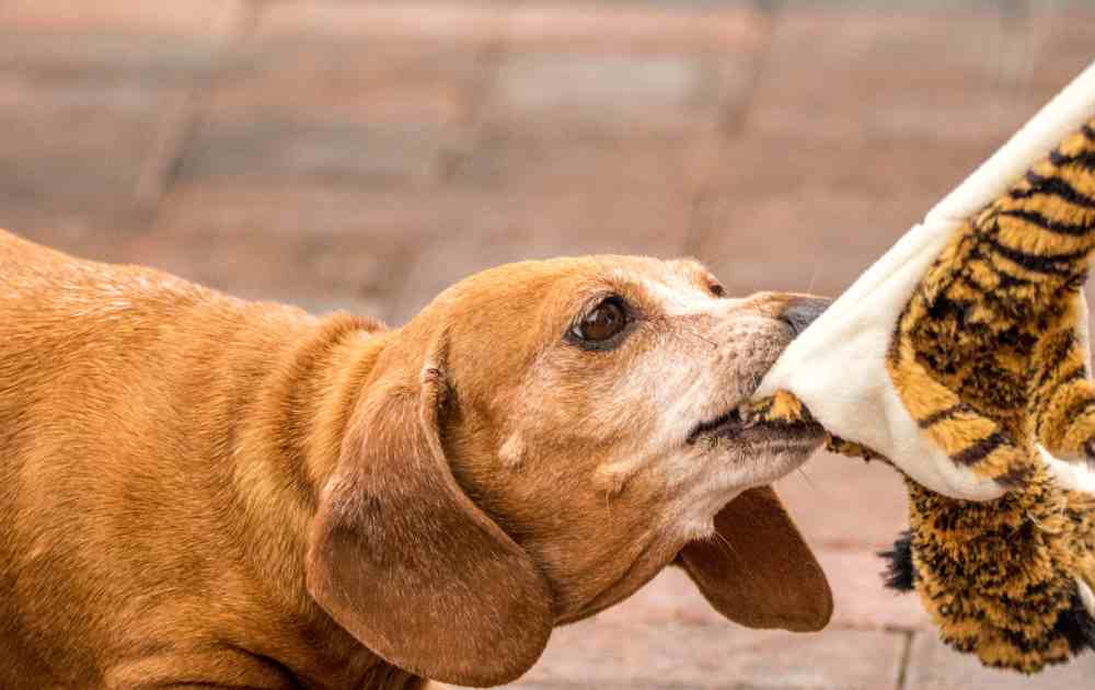 why do dachshunds growl over toys