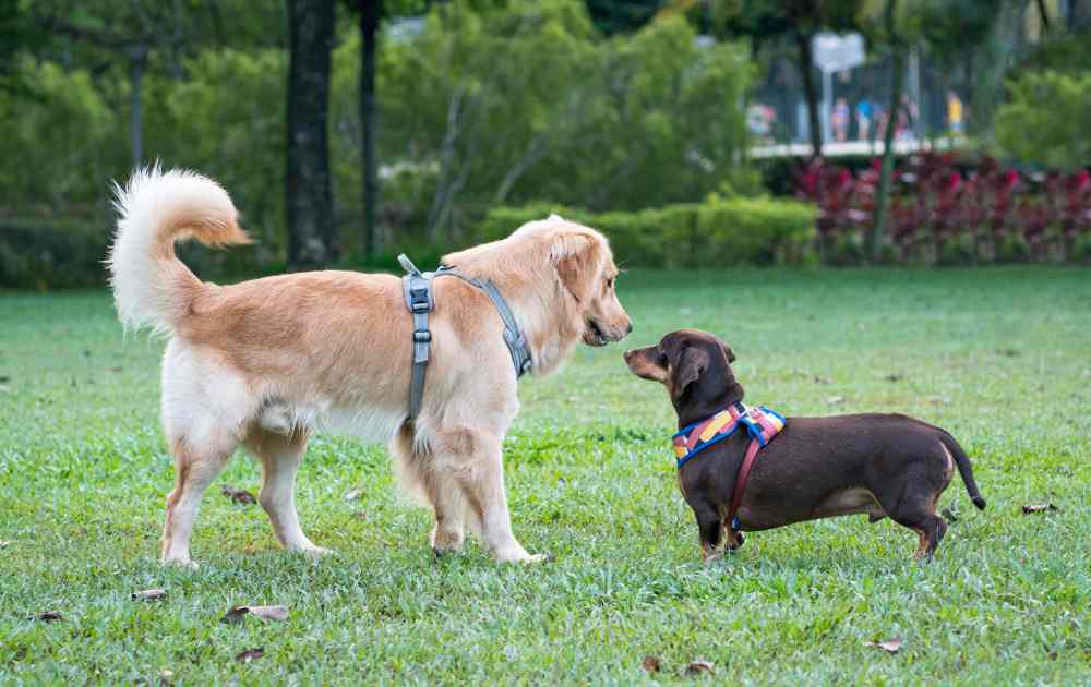 Dachshund Playdates: Socializing Your Wiener Dog