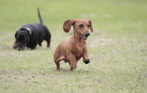 The Miniature Dachshund: Everything You Need to Know
