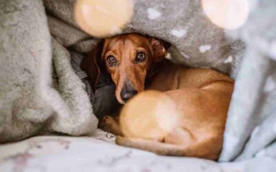 Dachshunds and Cold Weather: Keeping Your Weiner Dog Warm