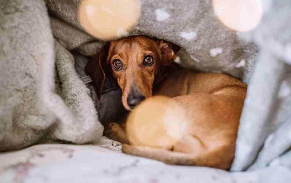 Dachshunds and Cold Weather: Keeping Your Weiner Dog Warm