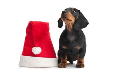 Top Christmas Gifts for Dachshunds and Their Owners
