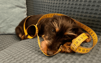 The Miniature Dachshund: Everything You Need to Know