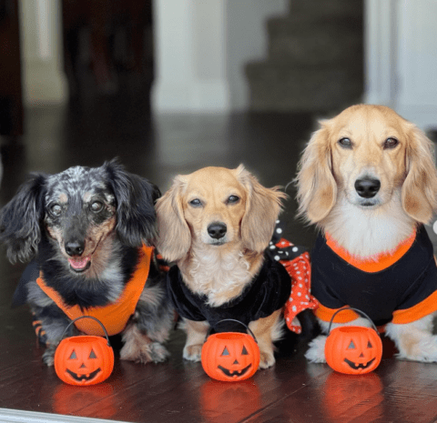 The Miniature Dachshund: Everything You Need to Know