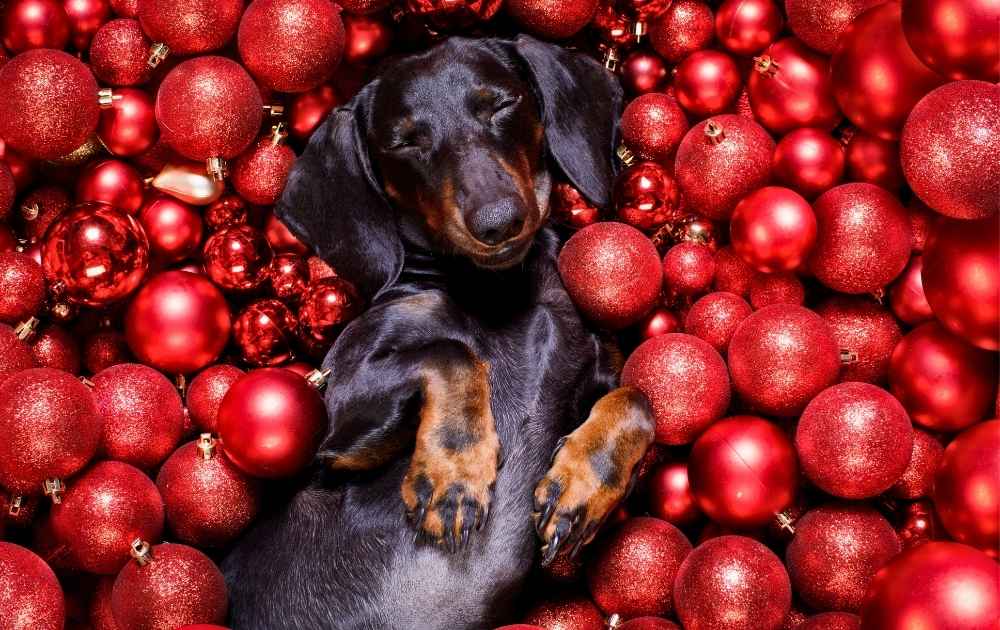 dog christmas decorations