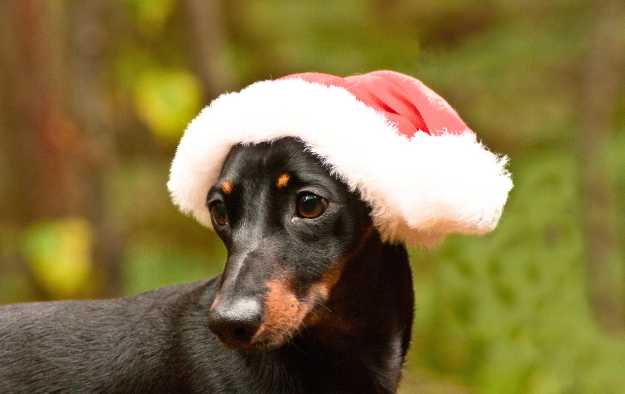 dachshund christmas walk 