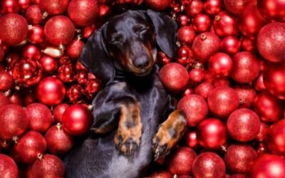 Dachshund Christmas safety: 10 tips every Doxie owner should know