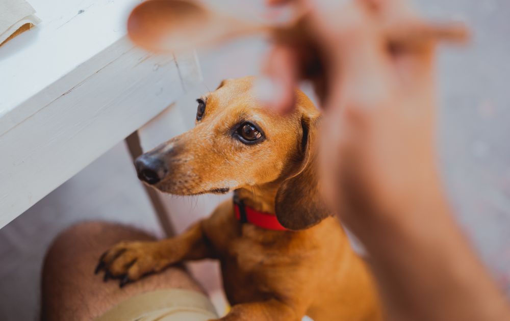 skin problems in dachshunds