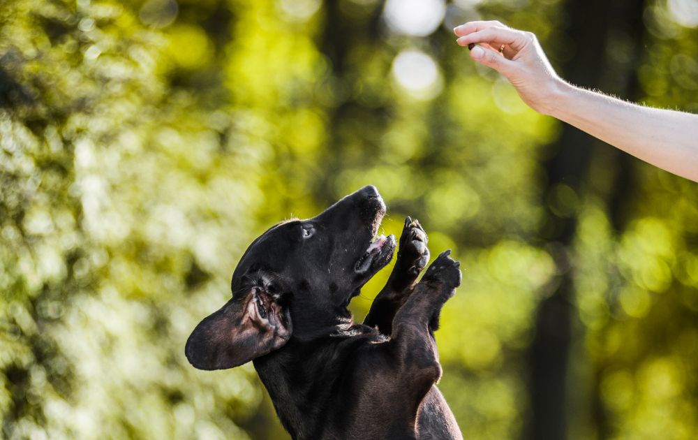 dachshund training tips