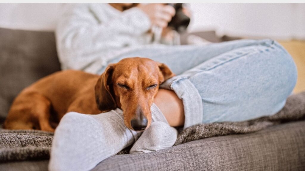 dachshund attachment to owner
