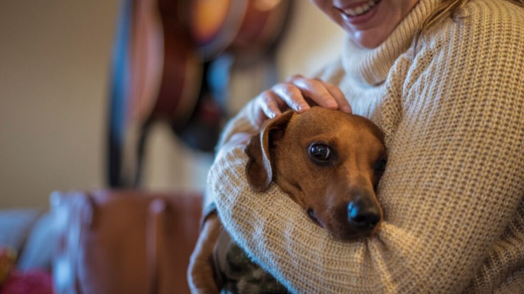 how to care for a dachshund