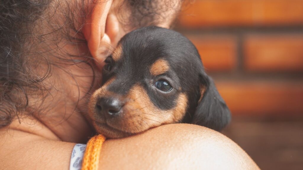 signs your dachshund has bonded with you