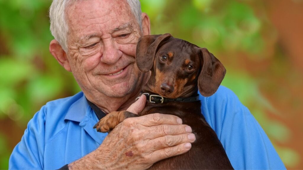 choosing a dachshund puppy