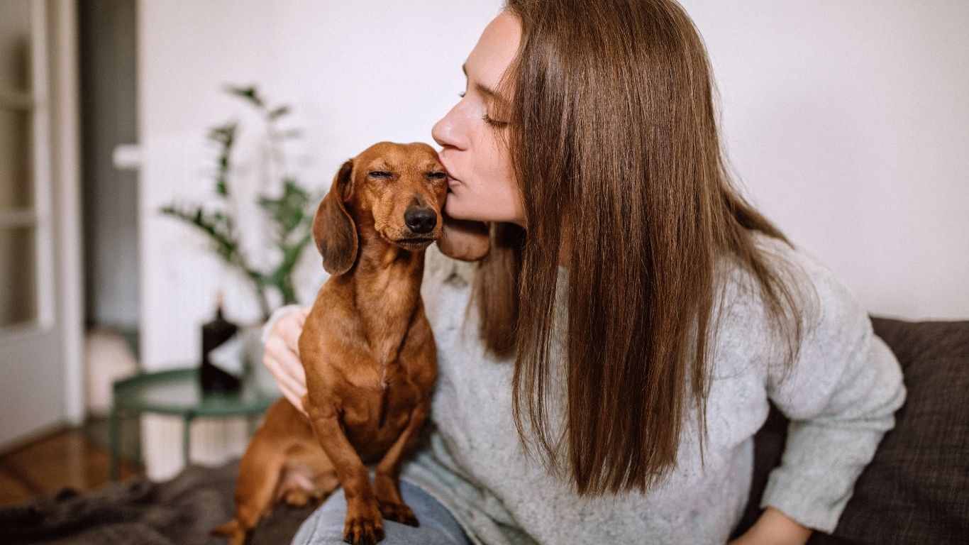 dachshund bonding behavior