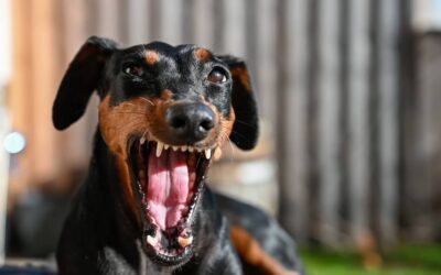 Dachshund Resource Guarding: Why It Happens & How to Stop It Gently