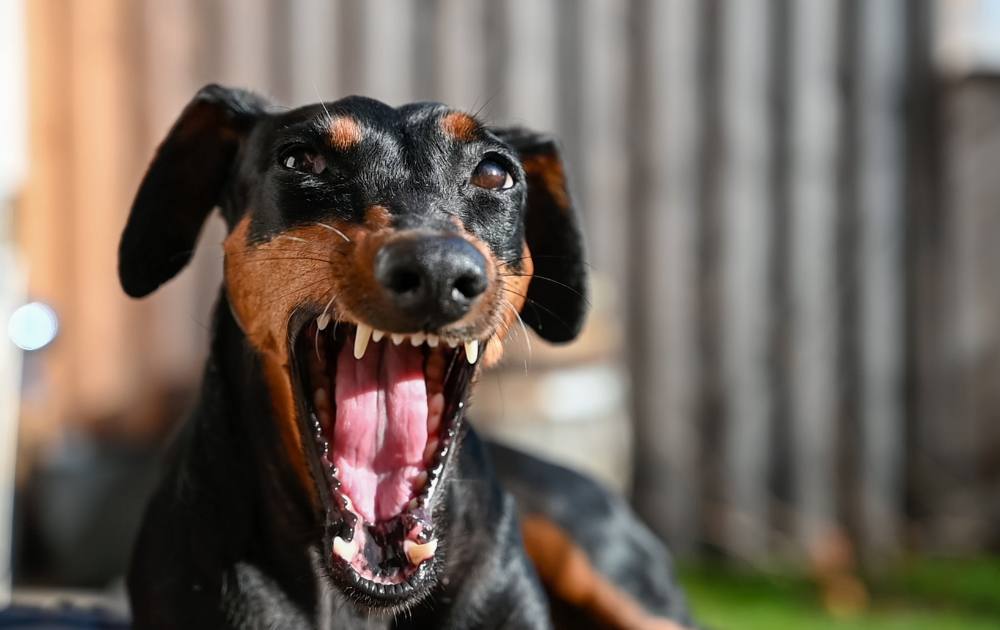Dachshund Resource Guarding: Why It Happens & How to Stop It Gently