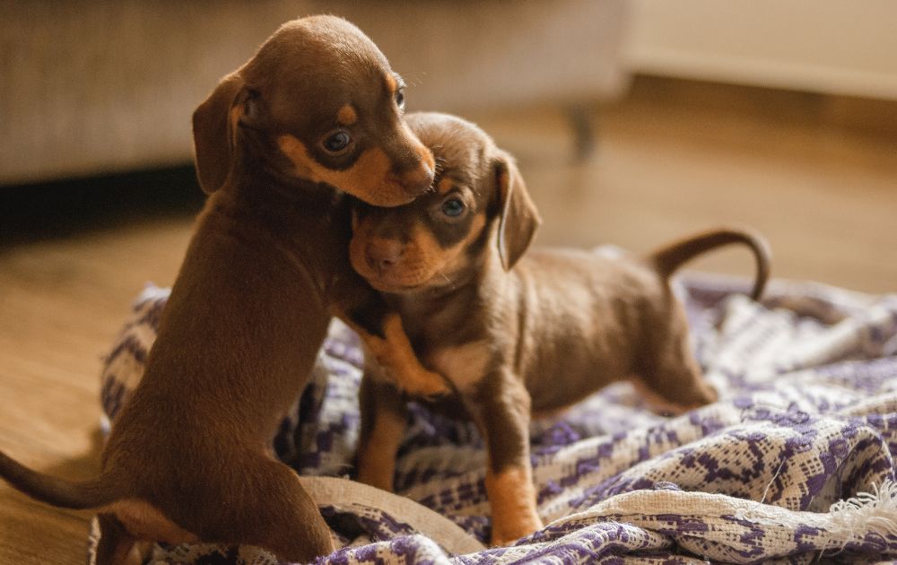 puppy potty training