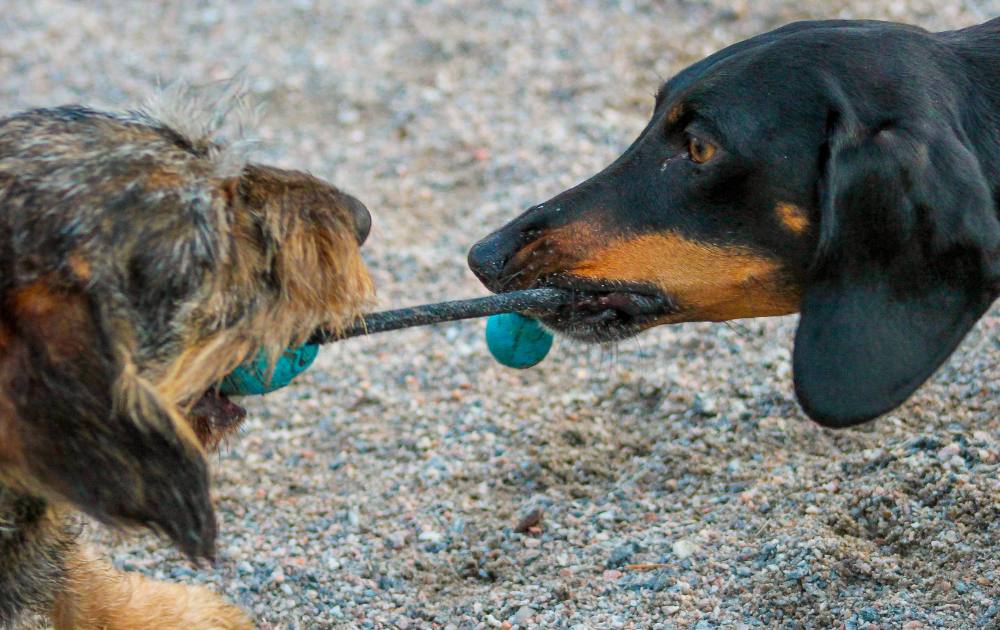 how to stop dachshund from biting over toys