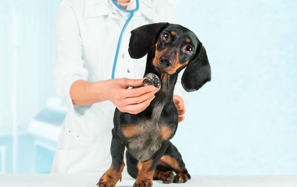 Dachshund eye problems