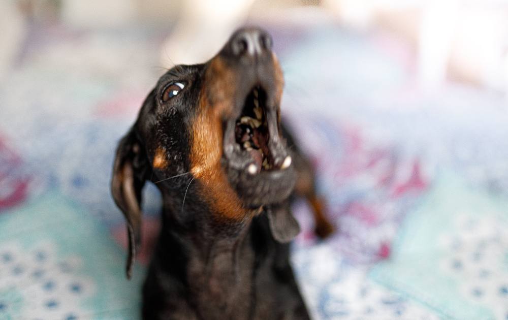 possessive dachshund behavior