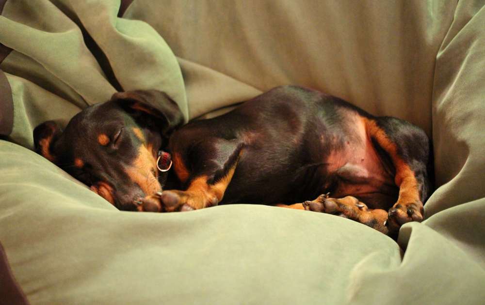 Dachshund health problems
