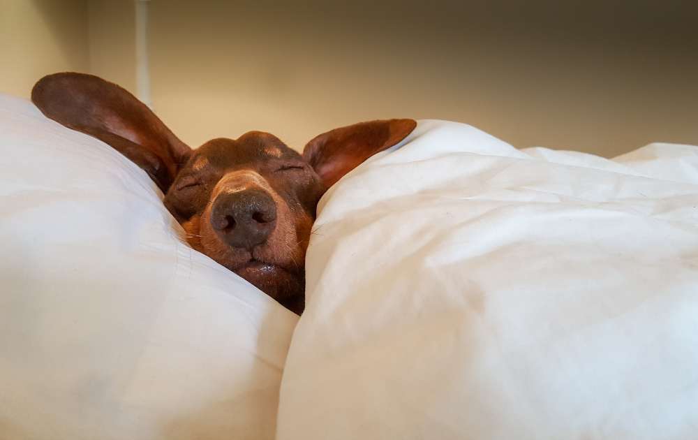 Top 10 Health Issues in Dachshunds and How to Prevent Them