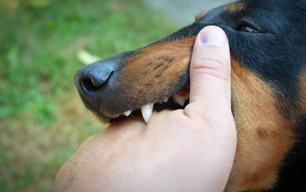 dachshund food aggression