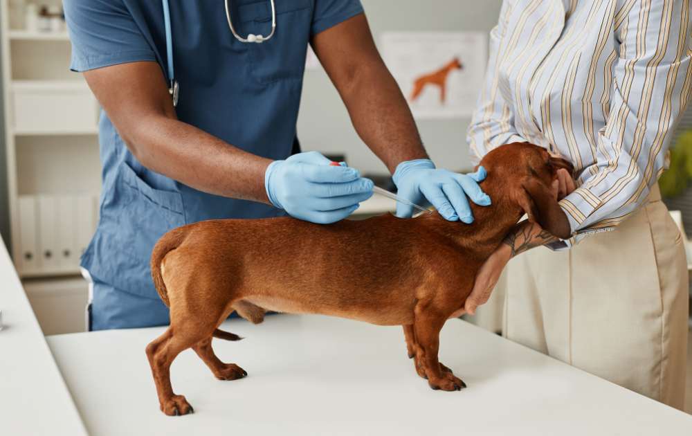 Dachshund epilepsy