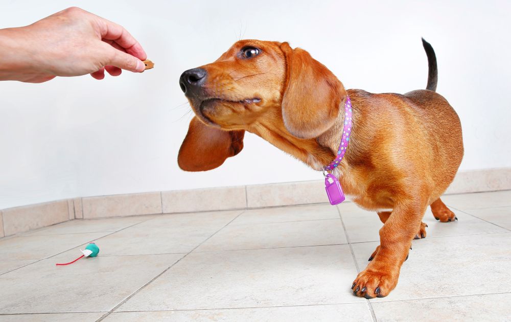 using dog treats for training