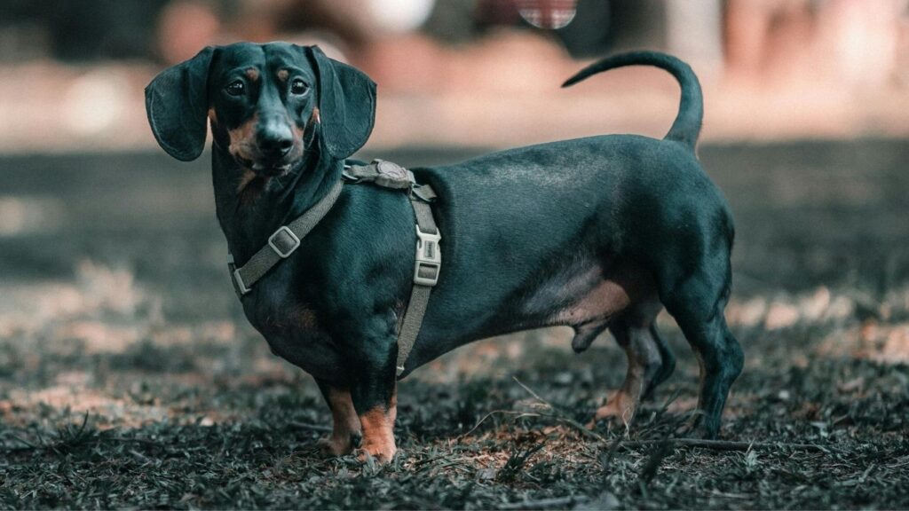 breathable dog harness for dachshunds