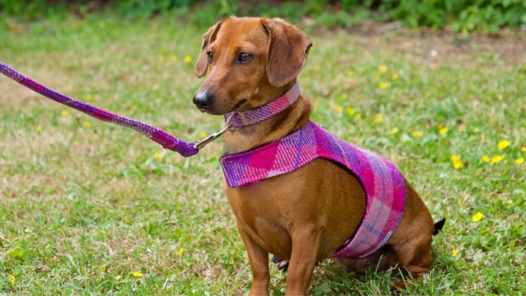 dachshund harness size guide