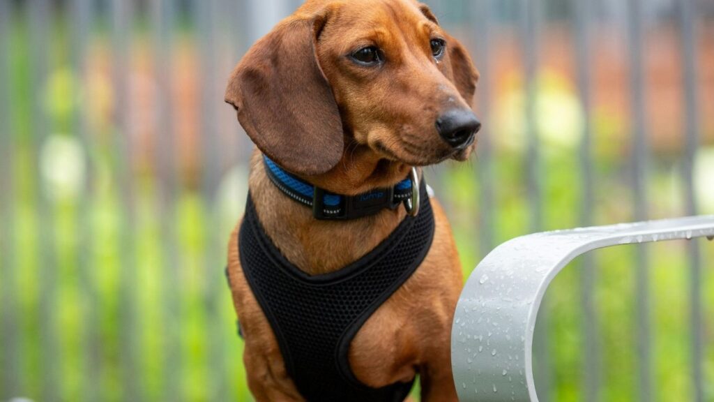 Kurgo Tru-Fit harness for dachshunds