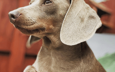 Blue and grey Dachshunds: all you need to know