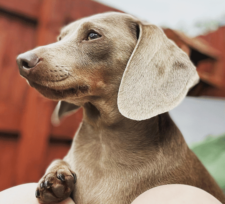 Blue and grey Dachshunds: all you need to know