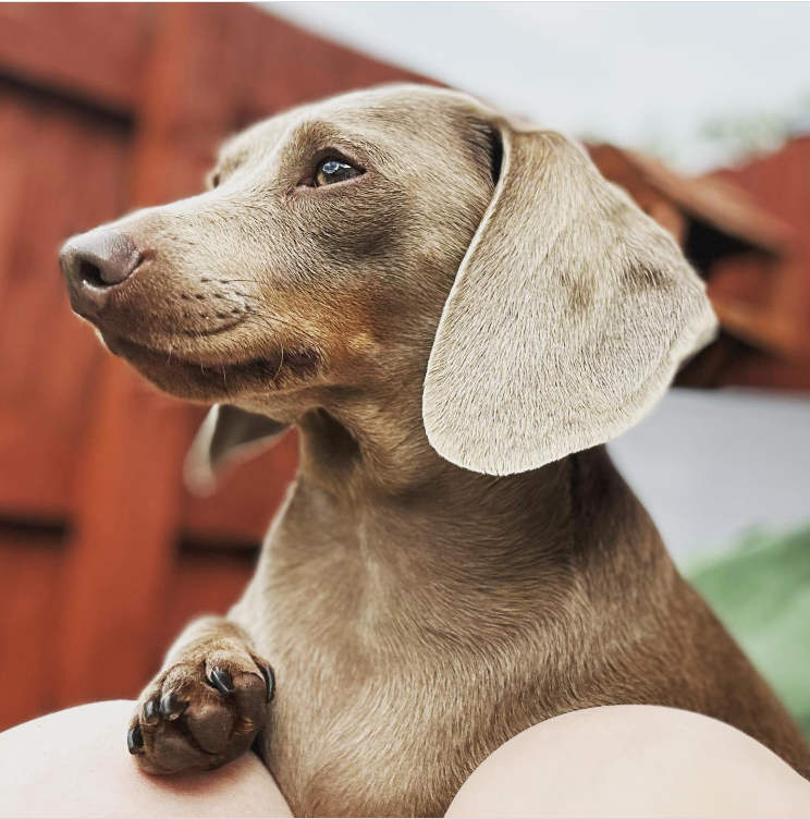 Grey dachshund Grey dachshund