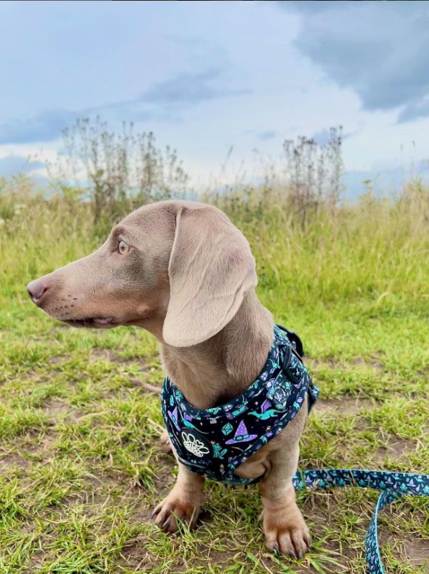 Isabella blue dachshund