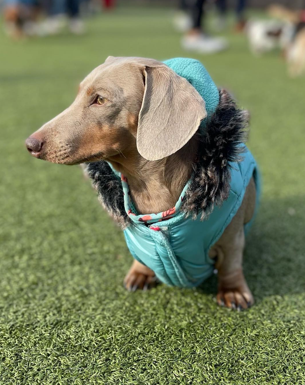 Blue and grey dachshund