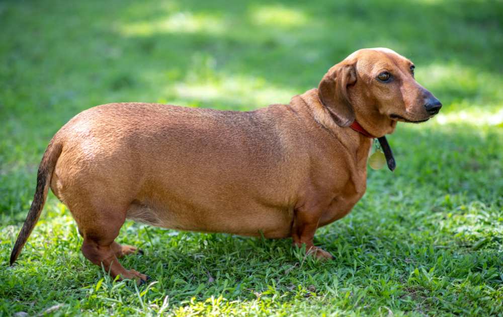 Dachshund obesity