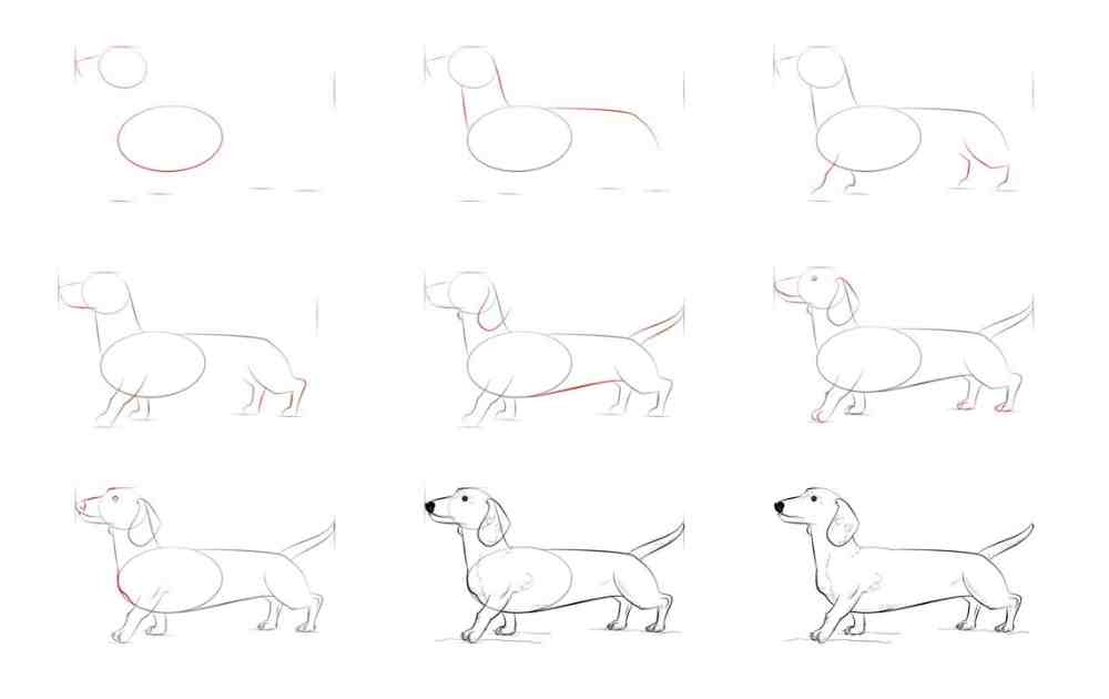 How to draw a dog