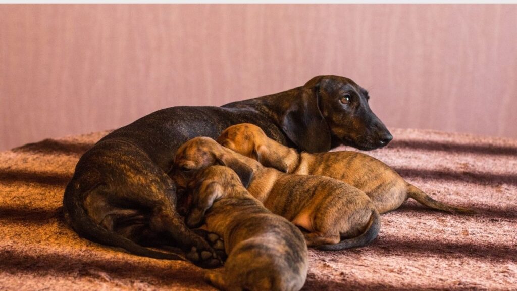 What is a brindle dachshund