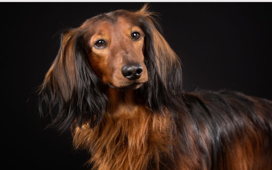 Sable Dachshund – all you need to know